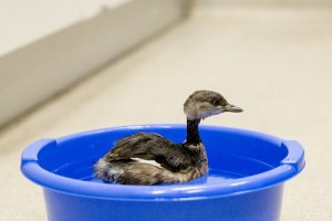 A case of mistaken identity for unique bird