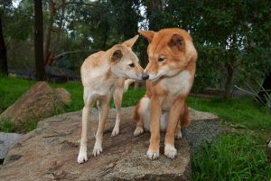 New dingoes friends forever