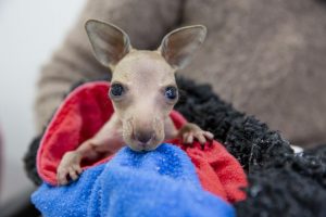 Orphaned babies flooding wildlife hospital
