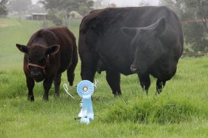 Best beef in town