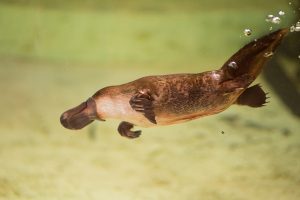 Long journey for platypus