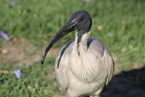 Bin Chicken spawn point in Queens Park draws concern