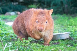 Ninja Bandicoots and Turbo-Charged Wombats