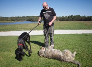 Giant Dogs Picnic
