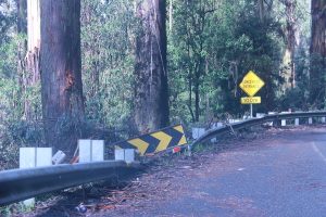 Hazardous trees to be removed on Black Spur