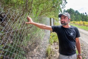 Deer numbers deal damage to vineyards