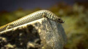 These Baby Alpine She-oak Skinks are Teeny Tiny Treasures