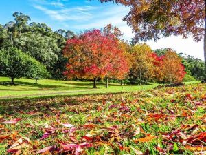 Autumn in the Yarra Ranges
