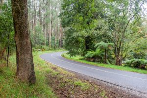 Forecast halts tree removal works