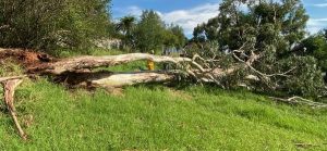 Boy airlifted after tree fall