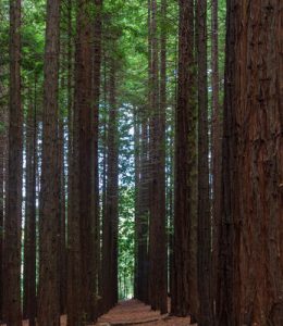 Additional park closures