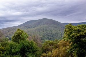 More logging halted