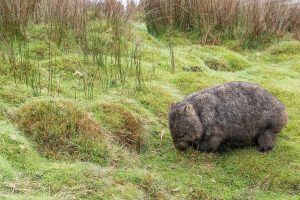 Investigation into cruel trapping of wombat