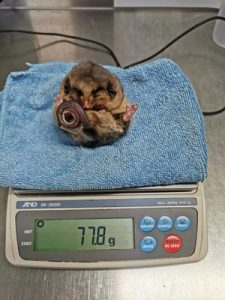 Mountain Pygmy Possum’s guide to winter: Get fat, take naps