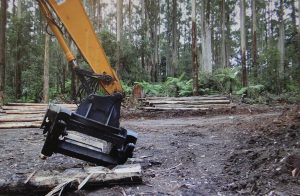 Calls for logging legislation clarity