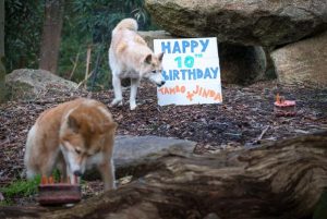 Fish-blood cakes perfect for a dingo birthday