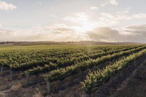 Mapping the wine industry’s climate future