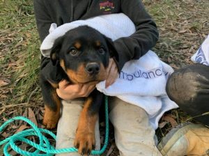 Mineshaft rescue for man and his pup
