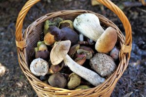 Mushroom foraging for beginners