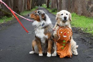 Petember, a paw-some cause