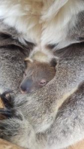 Sanctuary’s koala joey name revealed
