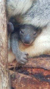 Welcome Wirra