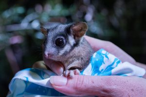 Vicforests to appeal logging case