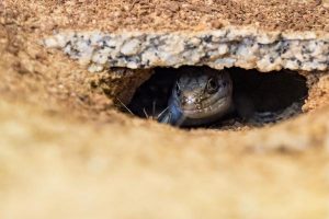 Skinks blink awake from slumber