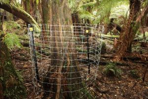 Deer plan ‘dashes hopes’