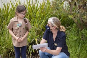Drive to save ‘pocket’ possums