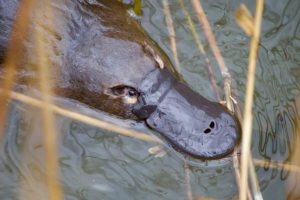 Platypus vulnerable