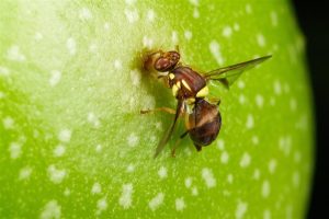 Another Yarra Valley fruit fly detection