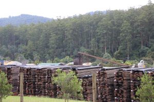 An increase in support for timber workers through the Victorian Forestry Plan