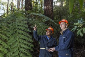 VicForests referred to IBAC