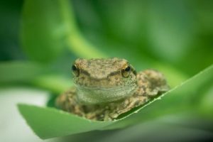 Healesville Sanctuary – Year in Review
