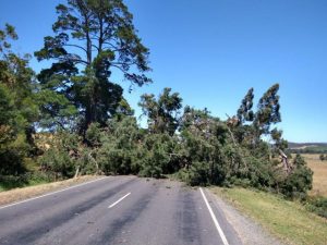 Large tree falls on Healesville – Koo Wee Rup Road