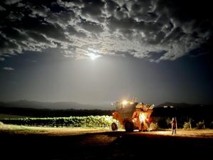 2022 vintage begins in the Yarra Valley