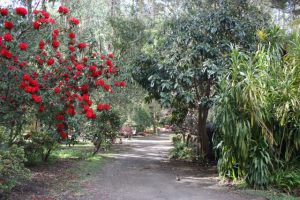 Come celebrate the history of Toolangi and Castella