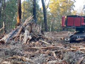 Changes to logging codes could wind back protections for forests
