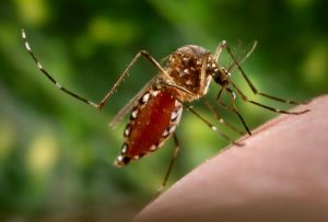 Mosquito-borne JE virus spreading through Australia