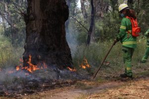 Controlled burns continue in Healesville