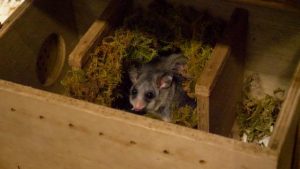 Milestone for Mountain Pygmy-possum breeding program