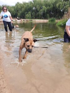 Tails wagging at Animal Aid for Adventure Dog