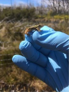 Parks Victoria undertaking frog research in Yarra Ranges National Park