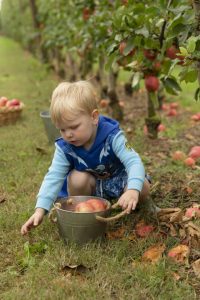 If it’s apples U-Like, it’s Sanders U-Pick