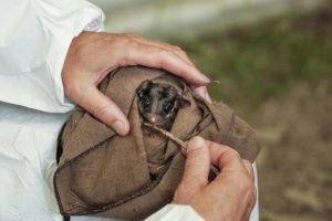 Extinction-fighting move for Lowland Leadbeater’s Possum