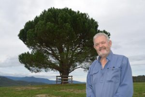 Aleppo Pine stands tall as a reminder of those who made the ultimate sacrifice