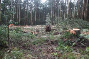 VicForests refers itself to IBAC
