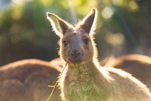 New kangaroo joins the mob to boost genetic diversity