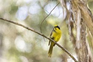 18 Helmeted Honeyeaters released into Yarra Ranges National Park